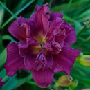  Heavenly Double Purple Pixie Daylily